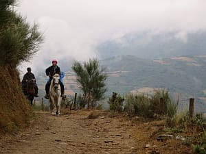 horses